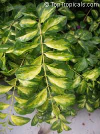 Jasminum volubile, Jasminum simplicifolium, Wax Jasmine, Australian Wax Jasmine Jasminum volubile, Jasminum simplicifolium, Wax Jasmine, Australian Wax Jasmine