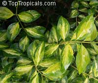 Jasminum volubile, Jasminum simplicifolium, Wax Jasmine, Australian Wax Jasmine Jasminum volubile, Jasminum simplicifolium, Wax Jasmine, Australian Wax Jasmine