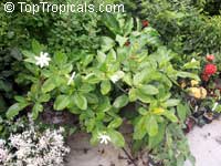Gardenia taitensis Tiare Tahiti, Tahiti Gardenia, Star of Tahiti Gardenia taitensis Tiare Tahiti, Tahiti Gardenia, Star of Tahiti