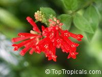 Bouvardia ternifolia, Scarlet bourvardia, Trumpetilla