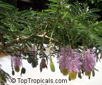 Dichrostachys cinerea, Cailliea glomerata, Dichrostachys glomerata, Dichrostachys nutans, Mimosa cinerea, West African Sickle Bush, Aroma, Kalahari Christmas tree, Chinese lantern tree, Marabou-thorn, Princess Earrings
