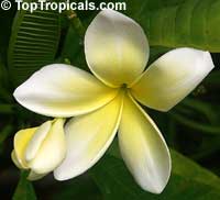 Plumeria rubra Yellow, Plumeria acutifolia, Frangipani, Temple tree, Calachuchi