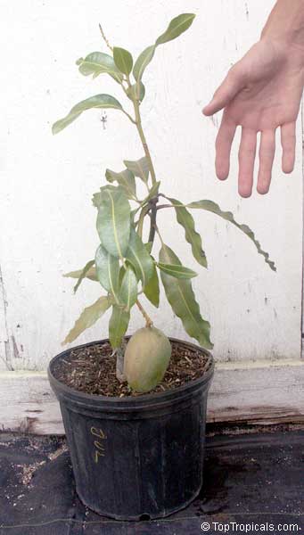 Dwarf Mango