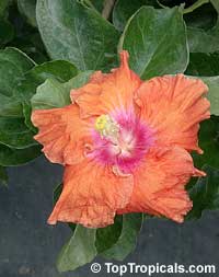 Hibiscus Fiesta, Hibiscus Fiesta