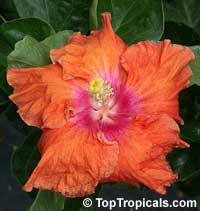 Hibiscus Fiesta, Hibiscus Fiesta
