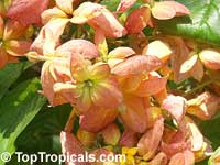 Mussaenda marmelada, Marmelade Mussaenda