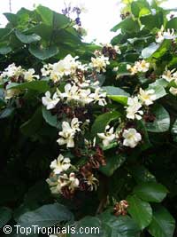 Chonemorpha penangensis, Frangipani Vine Chonemorpha penangensis, Frangipani Vine