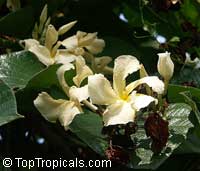 Chonemorpha penangensis, Frangipani Vine Chonemorpha penangensis, Frangipani Vine