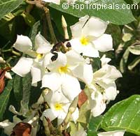 Chonemorpha penangensis, Frangipani Vine Chonemorpha penangensis, Frangipani Vine