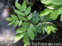 Maniltoa grandiflora, Maniltoa schefferi, Maniltoa hollrungii, Dove Tree, Handkerchief Tree, Ghost Tree