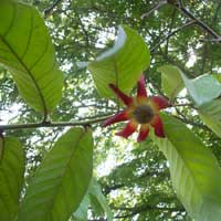 Uvaria rufa, Uvaria grandiflora, Calabao
