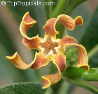Strophanthus bovinii, Strophanthus boivinii, Wood shaving flower