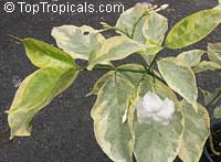 Tabernaemontana sp. variegata Tabernaemontana sp. variegata