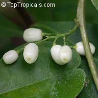 Cestrum nocturnum, Night Blooming Jasmine, Queen of the Night, Night Jessamine, Lady of the Night Cestrum nocturnum, Night Blooming Jasmine, Queen of the Night, Night Jessamine, Lady of the Night