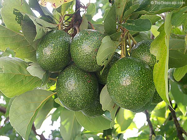 Avocado (Persea americana) varieties - TopTropicals.com
