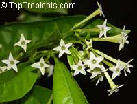 Cestrum nocturnum - Night blooming jasmine

Click to see full-size image