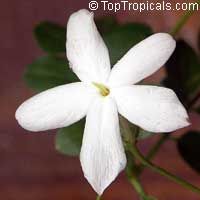 Jasminum officinale grandiflorum, Jasminum viminale, Jasminum vulgatum, Jasminum affine, True jasmine, Common jasmine, French Perfume Jasmine, Poet