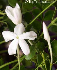 Jasminum officinale grandiflorum, Jasminum viminale, Jasminum vulgatum, Jasminum affine, True jasmine, Common jasmine, French Perfume Jasmine, Poet