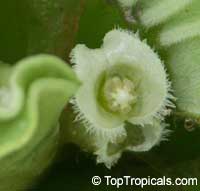 Pistia stratiotes, Water Bonnets, Water Lettuce, St. Lucy