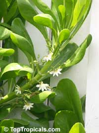Scaevola taccada, Scaevola sericea, Sea Lettuce, Beach Plum, Beach Grape, Half Flower