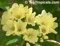 Cordia dentata, Cordia Suwana-Pruek Cordia dentata, Cordia Suwana-Pruek