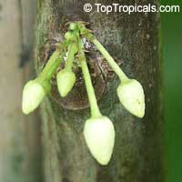 Theobroma cacao, Chocolate Tree, Cacao, Cocoa Tree