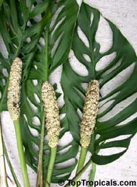 Monstera obliqua, Monstera, Window Leaf