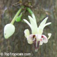 Theobroma cacao, Chocolate Tree, Cacao, Cocoa Tree