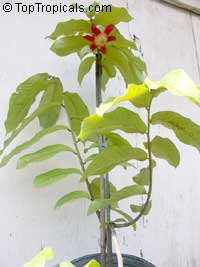 Uvaria rufa, Uvaria grandiflora, Calabao Uvaria rufa, Uvaria grandiflora, Calabao