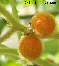 Solanum quitoense, Solanum angulatum, Naranjilla, Naranjillo, Lulo
