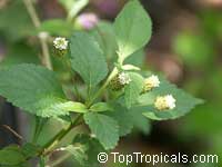 Lippia dulcis, Phyla scaberrime, Lippia mexicana, Aztec Sweet Herb, Sweetleaf