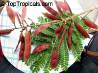 Peltophorum africanum, African Wattle, Weeping Wattle