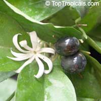Jasminum adenophyllum - Bluegrape jasmine

Click to see full-size image