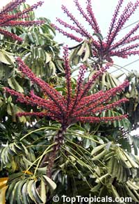 Schefflera actinophylla, Brassaia actinophylla, Tupidanthus calyptratus, Umbrella Tree, Octopus Tree