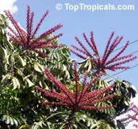 Schefflera actinophylla, Brassaia actinophylla, Tupidanthus calyptratus, Umbrella Tree, Octopus Tree