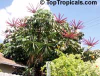 Schefflera actinophylla, Brassaia actinophylla, Tupidanthus calyptratus, Umbrella Tree, Octopus Tree
