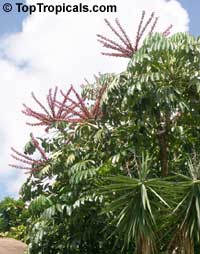 Schefflera actinophylla, Brassaia actinophylla, Tupidanthus calyptratus, Umbrella Tree, Octopus Tree