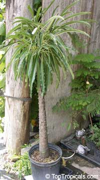 Pachypodium rutenbergianum Pachypodium rutenbergianum