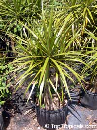 Dracaena sp., Dracaena