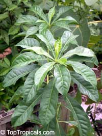 Hymenosporum flavum, Native Frangipani, Queensland Frangipani, Sweet Cheesewood, Sweetshade