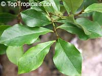 Magnolia figo, Michelia figo, Magnolia fuscata, Banana Magnolia, Banana Shrub, Port Wine Magnolia Magnolia figo, Michelia figo, Magnolia fuscata, Banana Magnolia, Banana Shrub, Port Wine Magnolia