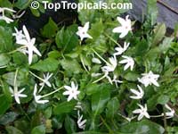 Gardenia nitida, Gardenia posoqueria, Gardenia