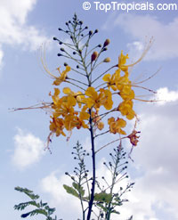 Caesalpinia lutea Caesalpinia lutea