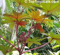 Ricinus communis, Castorbean, Castor Oil plant, Palma Christi, Ricin, Wonder tree, Krapata