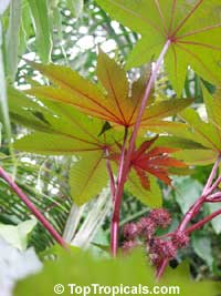 Ricinus communis, Castorbean, Castor Oil plant, Palma Christi, Ricin, Wonder tree, Krapata