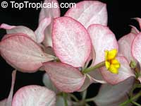 Mussaenda philippica Queen Sirikit, Mussaenda Queen Sirikit, Peach Mussaenda