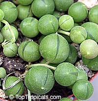 Senecio rowleyanus, String of peas, String of pearls