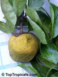 Artocarpus hypargyraeus, Kwai Muk
