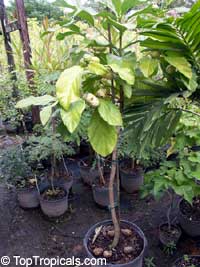 Morinda citrifolia, Noni, Great Morinda, Indian Mulberry, Mengkudu (Malay), Nonu/Nono (Pacific Islands)