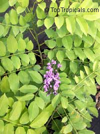 Lonchocarpus violaceus, Lilac Tree, Dotted Lancepod, Chaperno